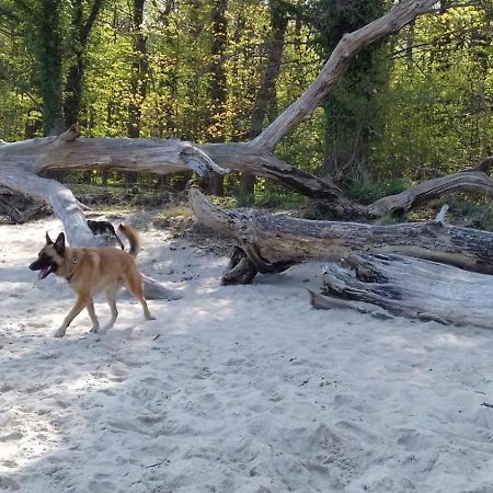 Ferienhaus Am Wald Loissin Εξωτερικό φωτογραφία